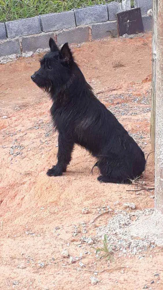 Cachorro ra a Viralata idade 1 ano nome Pitico