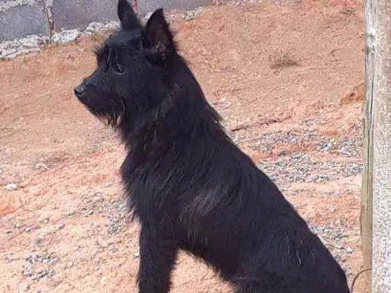 Cachorro ra a Viralata idade 1 ano nome Pitico