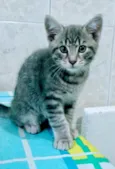 Gray bebê lindo para