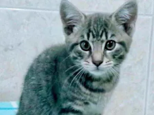 Gato raça Srd idade 2 a 6 meses nome Gray bebê lindo para