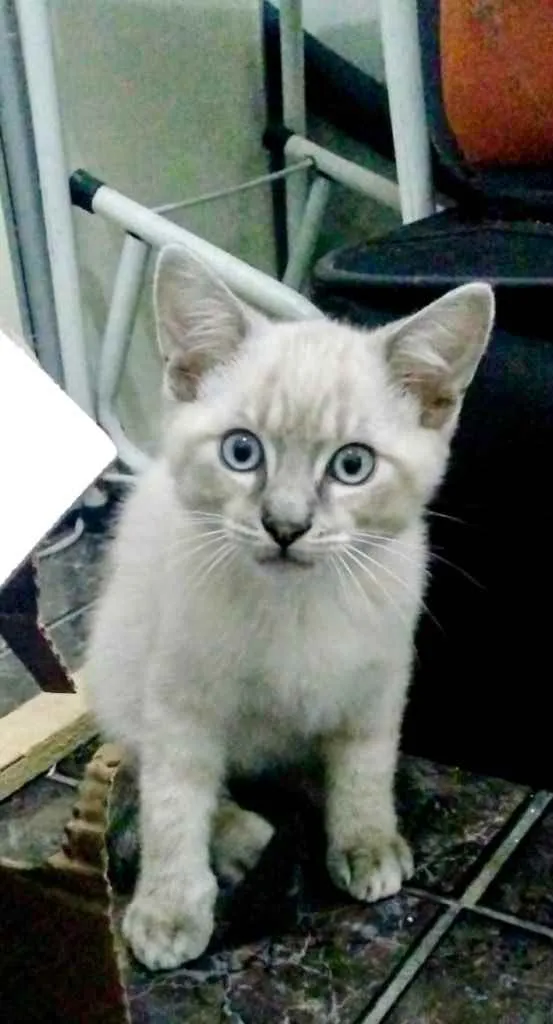 Gato ra a Srd idade 2 a 6 meses nome Olaf bb lindo