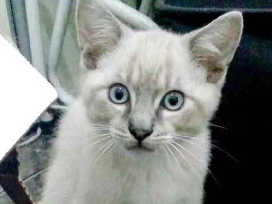 Gato ra a Srd idade 2 a 6 meses nome Olaf bb lindo