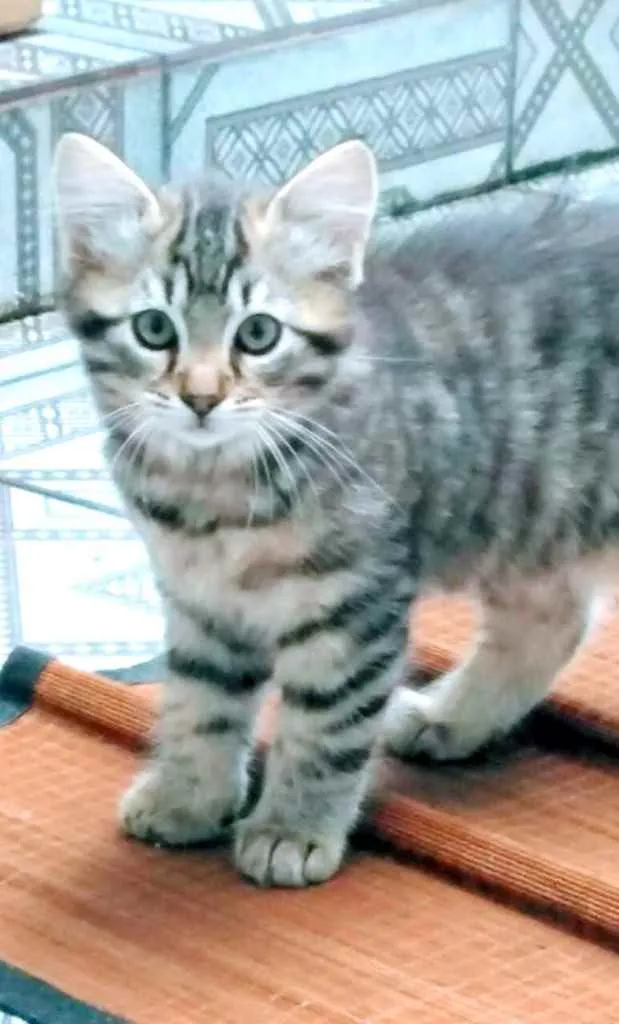 Gato ra a Srd idade 2 a 6 meses nome Candy bebê linda