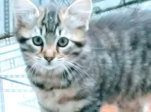 Gato raça Srd idade 2 a 6 meses nome Candy bebê linda 