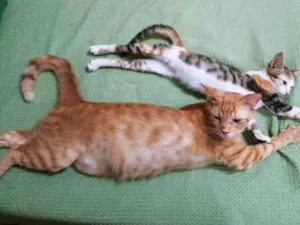 Gato raça SRD idade 1 ano nome Tom