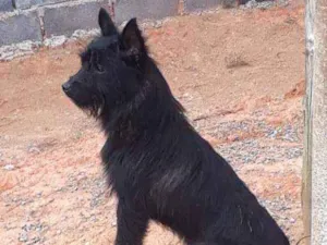 Cachorro raça Viralata idade 1 ano nome Pitico