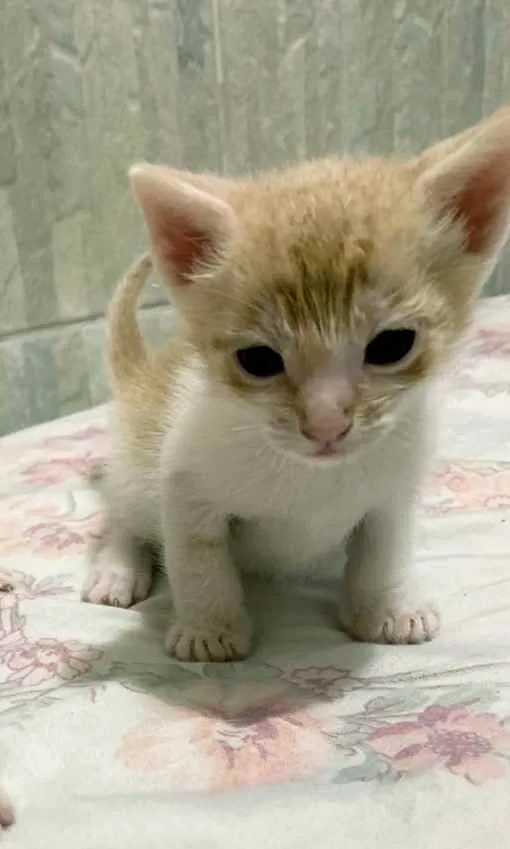 Gato ra a Srd idade Abaixo de 2 meses nome Sem nome