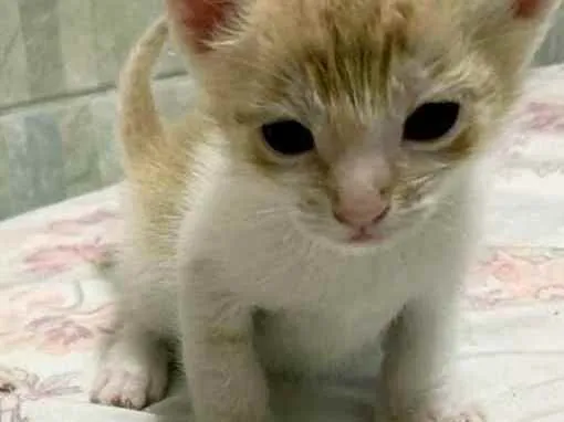 Gato ra a Srd idade Abaixo de 2 meses nome Sem nome