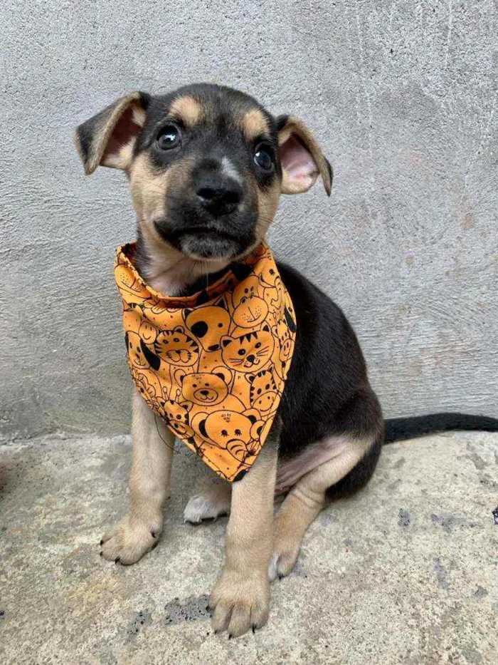 Cachorro ra a Vira Lata idade 2 a 6 meses nome Calvin