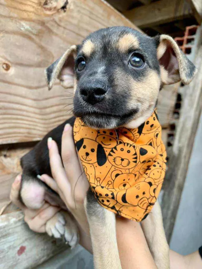 Cachorro ra a Vira Lata idade 2 a 6 meses nome Calvin