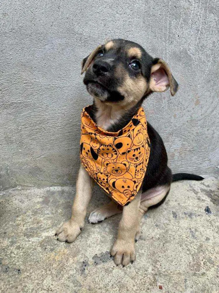 Cachorro ra a Vira Lata idade 2 a 6 meses nome Calvin
