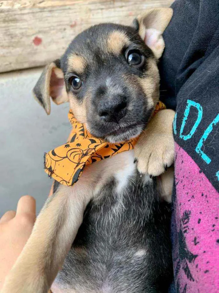 Cachorro ra a Vira Lata idade 2 a 6 meses nome Calvin