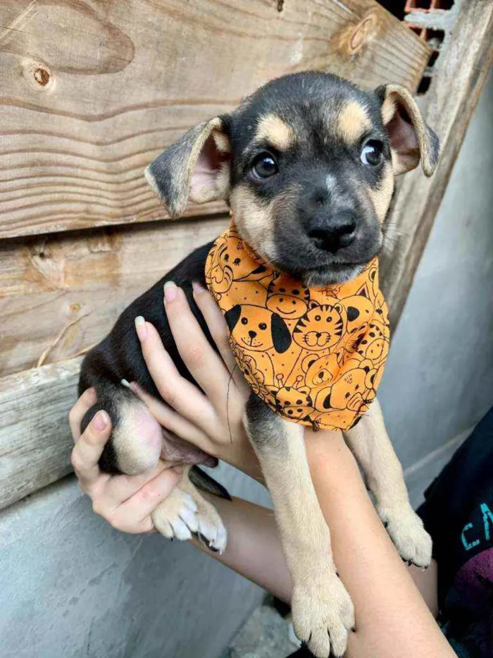 Cachorro ra a Vira Lata idade 2 a 6 meses nome Calvin