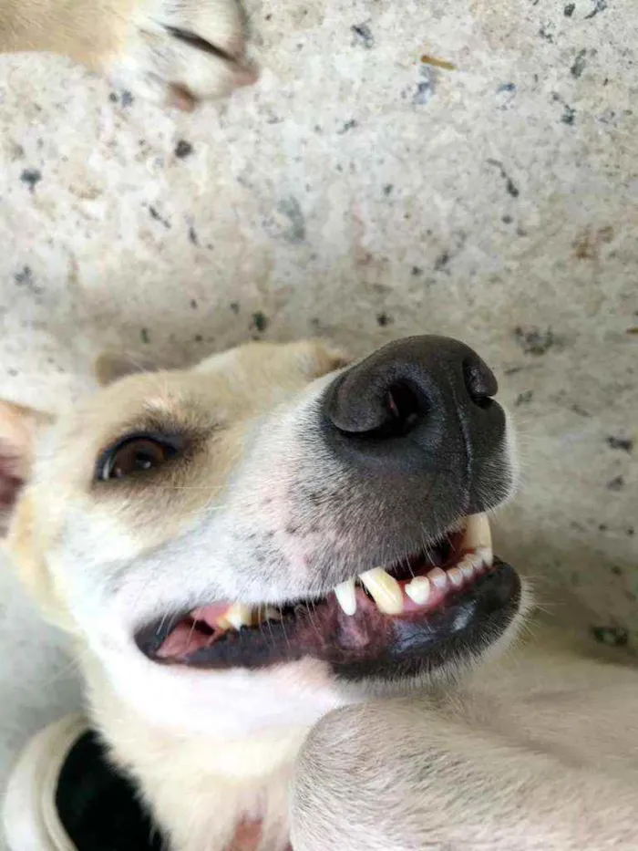 Cachorro raça Vira Lata idade 2 anos nome Manu