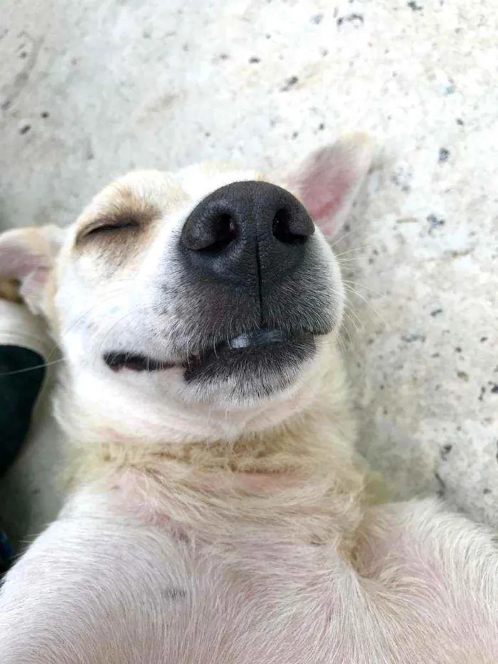 Cachorro raça Vira Lata idade 2 anos nome Manu