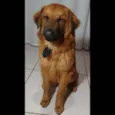 Aslan