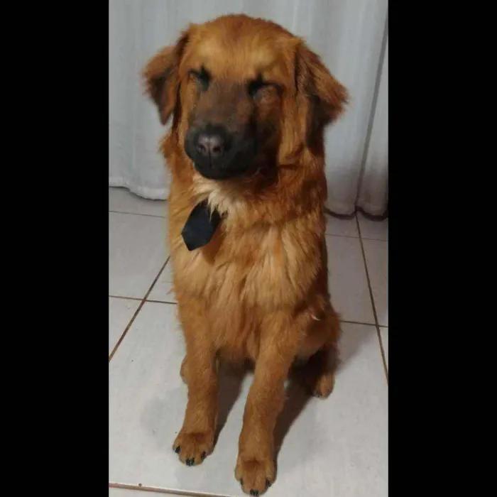 Cachorro ra a Mestiço Chow Chow  idade 7 a 11 meses nome Aslan
