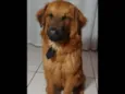 Aslan