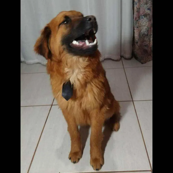 Cachorro ra a Mestiço Chow Chow  idade 7 a 11 meses nome Aslan