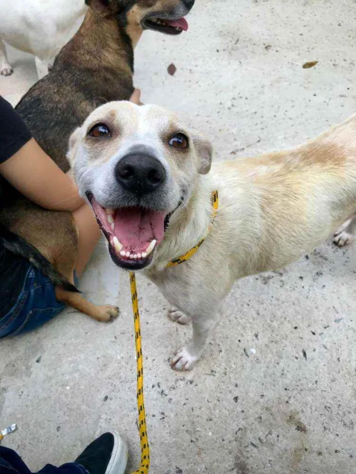 Cachorro raça Vira Lata idade 2 anos nome Manu