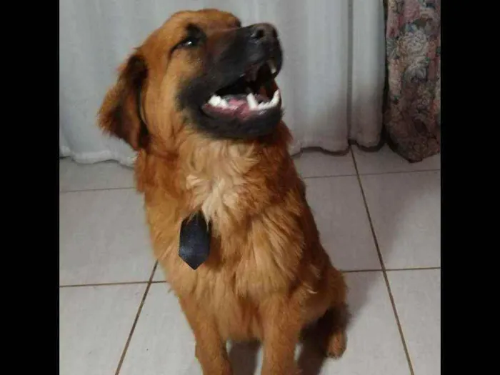 Cachorro ra a Mestiço Chow Chow  idade 7 a 11 meses nome Aslan