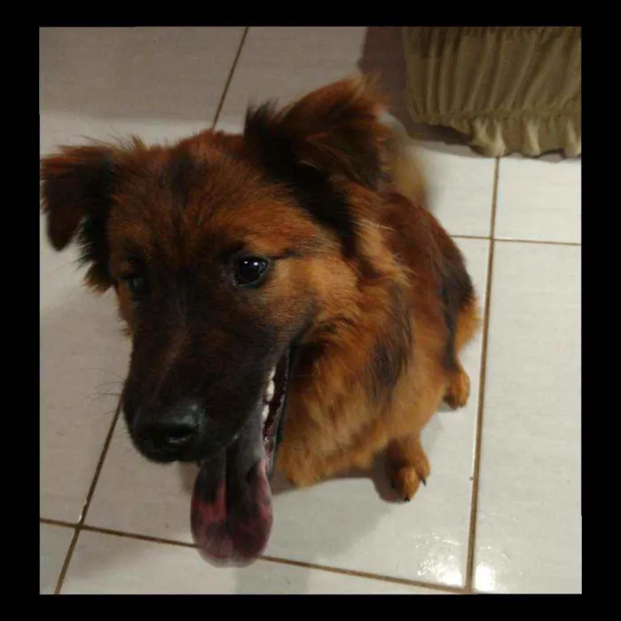 Cachorro ra a Mestiço Chow Chow  idade 7 a 11 meses nome Toquinho
