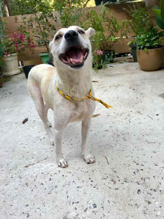 Cachorro raça Vira Lata idade 2 anos nome Manu