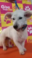 Cachorro raça Mix poodle e dachshund idade 1 ano nome Floquinho