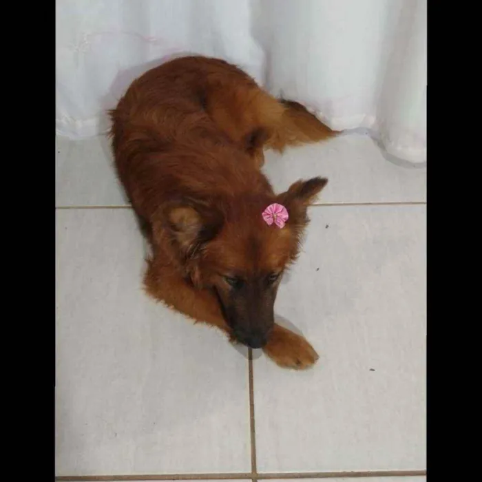 Cachorro ra a Mestiço Chow Chow  idade 7 a 11 meses nome Belinha