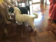 Cachorro raça Mix poodle e dachshund idade 1 ano nome Floquinho