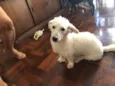Cachorro raça Mix poodle e dachshund idade 1 ano nome Floquinho