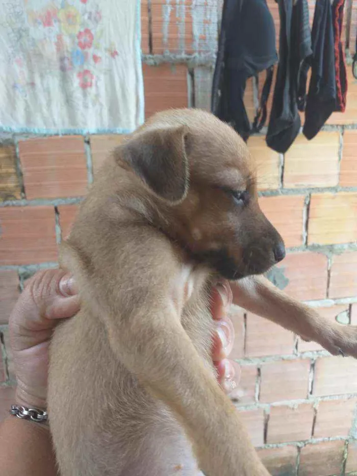 Cachorro raça Pitbull com vira-lata  idade Abaixo de 2 meses nome ????
