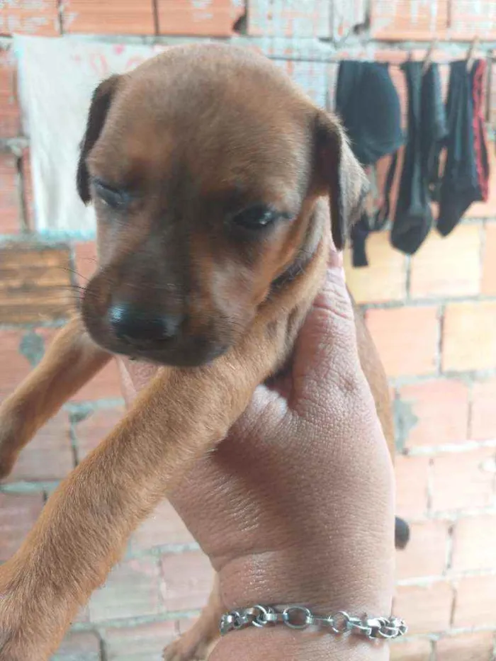 Cachorro raça Pitbull com vira-lata  idade Abaixo de 2 meses nome ????