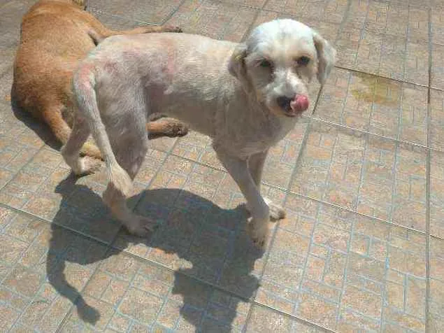 Cachorro ra a SRD idade 4 anos nome Bianca