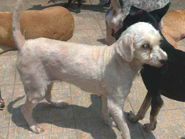 Cachorro ra a SRD idade 4 anos nome Bianca