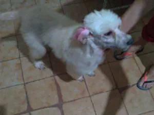 Cachorro raça SRD idade 4 anos nome Bianca