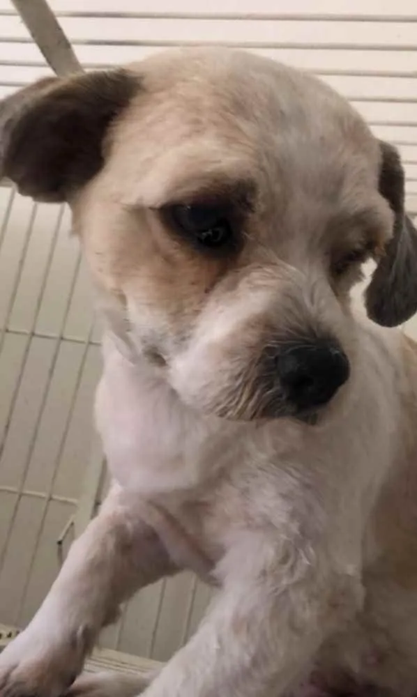 Cachorro ra a Mestiça  idade 7 a 11 meses nome Lunna 