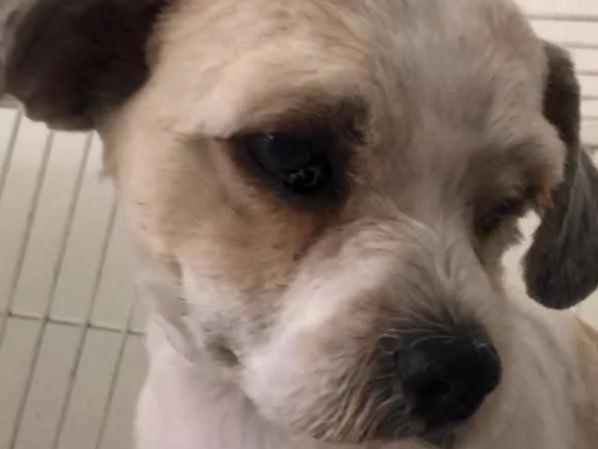 Cachorro ra a Mestiça  idade 7 a 11 meses nome Lunna 