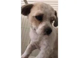Cachorro raça Mestiça  idade 7 a 11 meses nome Lunna 