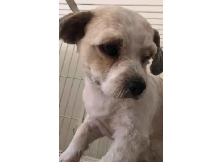 Cachorro ra a Mestiça  idade 7 a 11 meses nome Lunna 