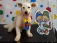 Cachorro raça Mix poodle e dachshund idade 1 ano nome Floquinho