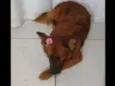 Belinha