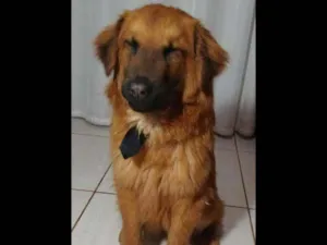 Cachorro raça Mestiço Chow Chow  idade 7 a 11 meses nome Aslan