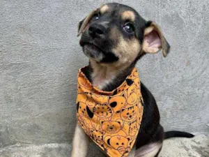 Cachorro raça Vira Lata idade 2 a 6 meses nome Calvin