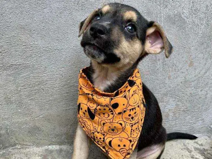 Cachorro ra a Vira Lata idade 2 a 6 meses nome Calvin