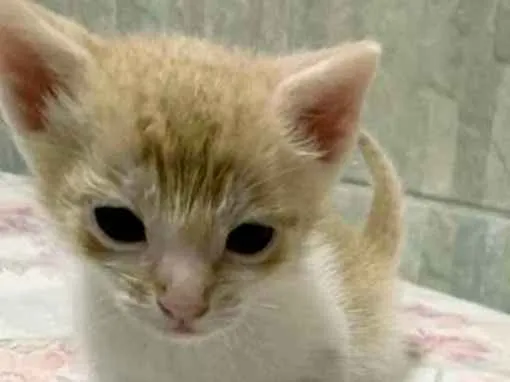 Gato ra a Srd idade Abaixo de 2 meses nome Sem nome