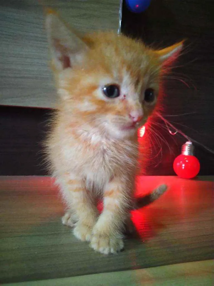 Gato ra a Indefinido idade 2 a 6 meses nome Sem nome
