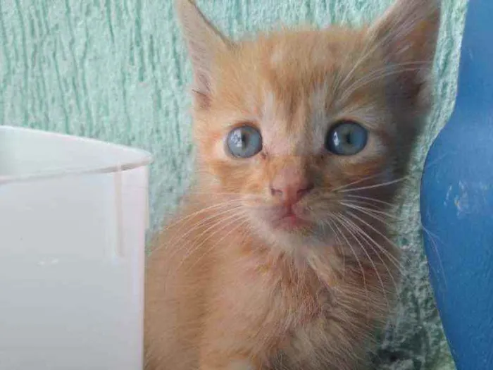 Gato ra a Indefinido idade 2 a 6 meses nome Sem nome