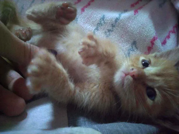 Gato ra a Indefinido idade 2 a 6 meses nome Sem nome