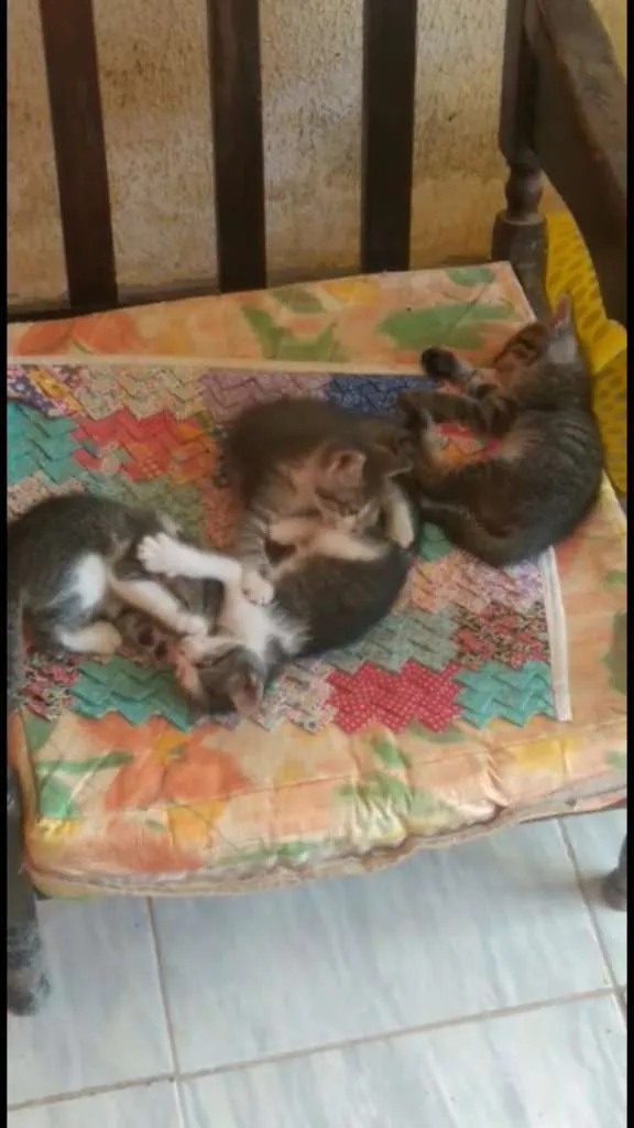 Gato ra a pé duro idade Abaixo de 2 meses nome Gatinhos